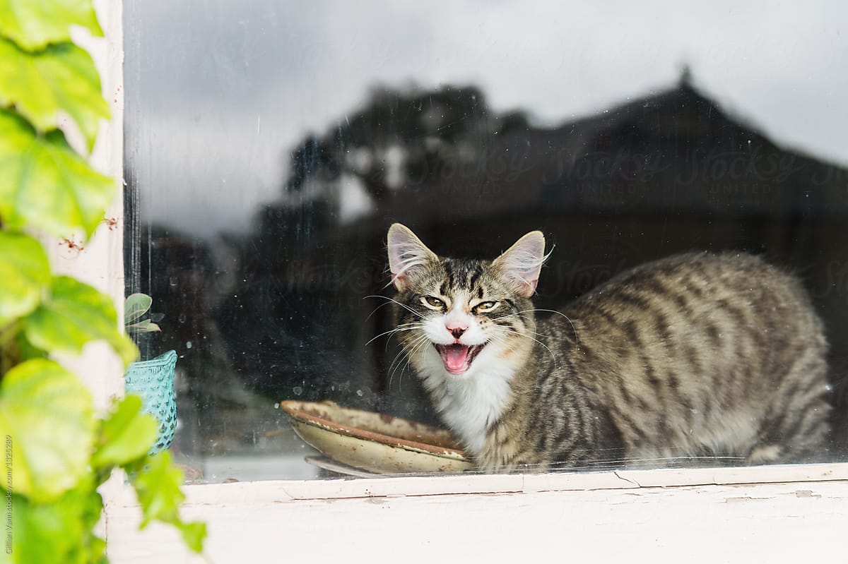 cat miaouing through window