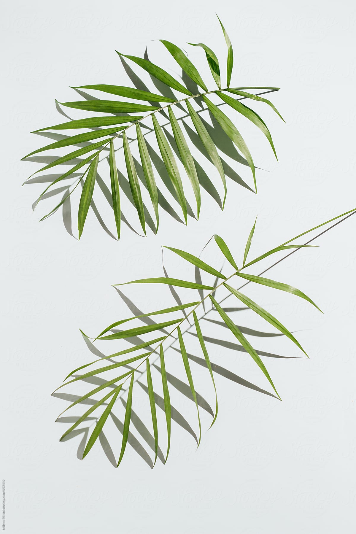 Palm leaves on a baby blue background