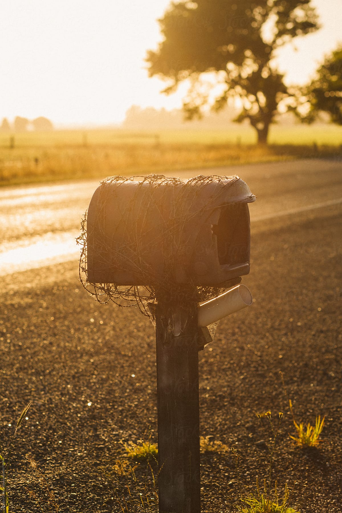 A mailbox lit by the sun in the field