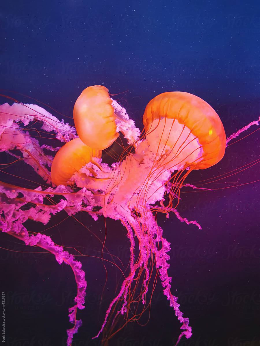 orange and pink jellyfish in dark blue water
