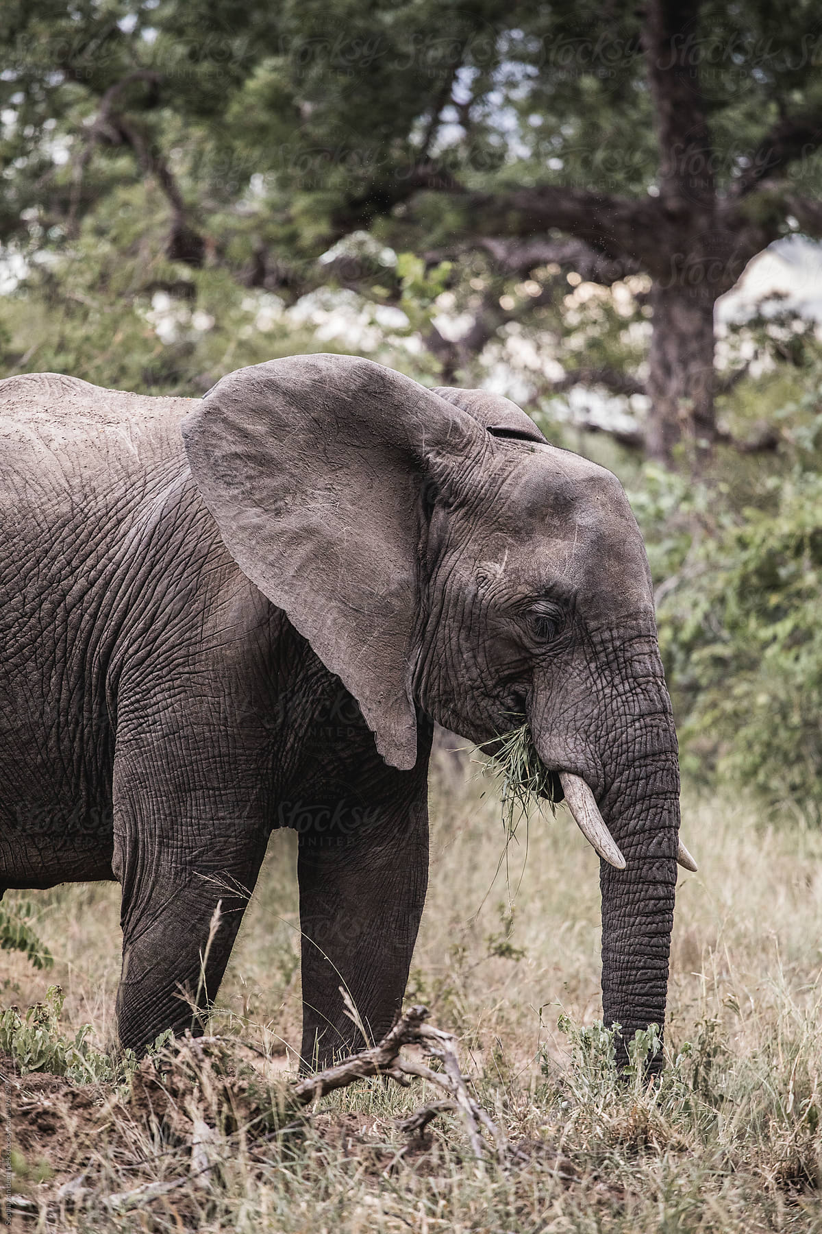 Elephant at Kruger Park