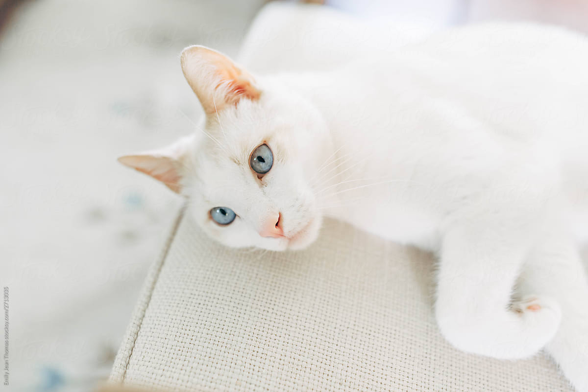White cat on a white chair