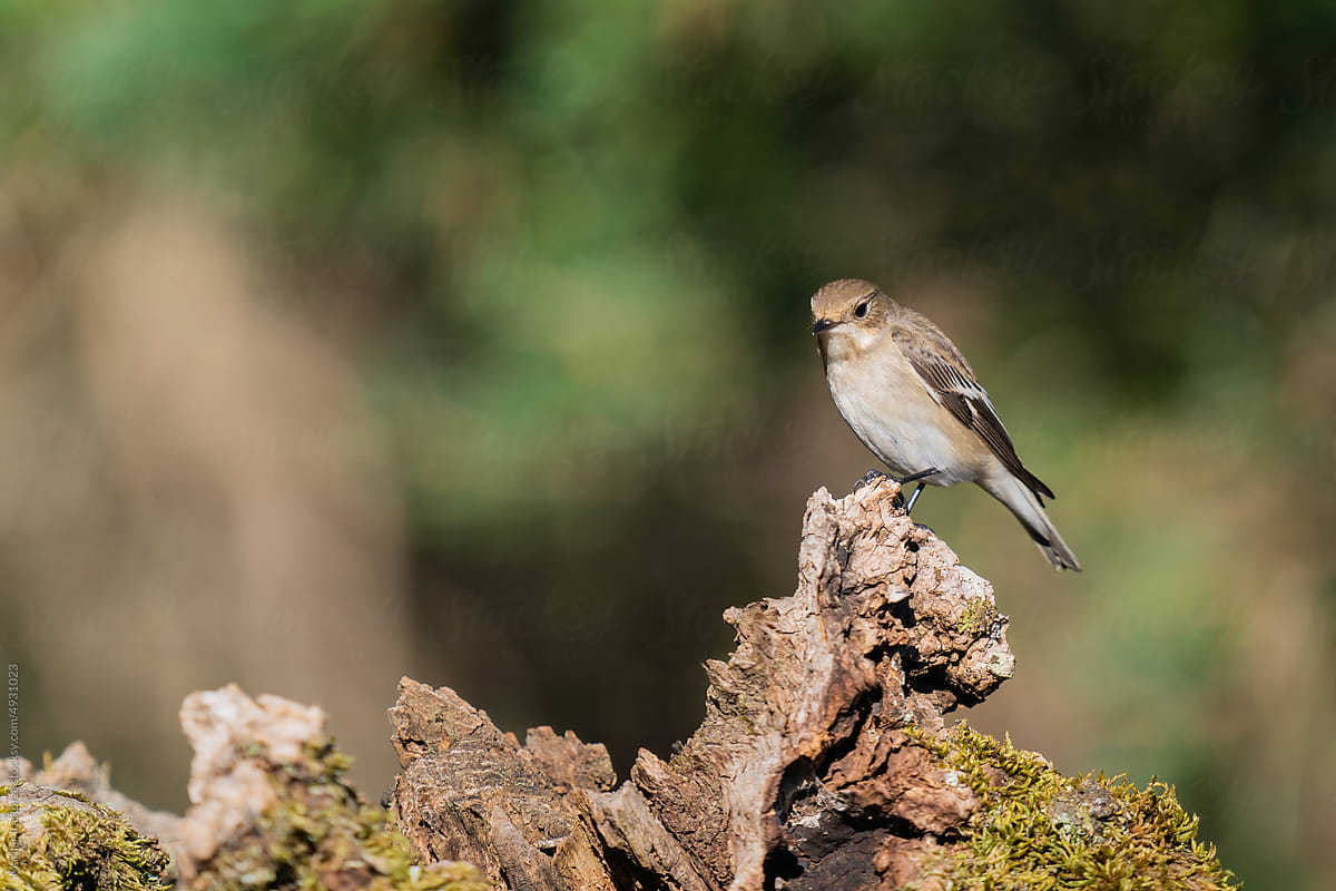 Pied Flycatcher Perched On A Wooden Log
