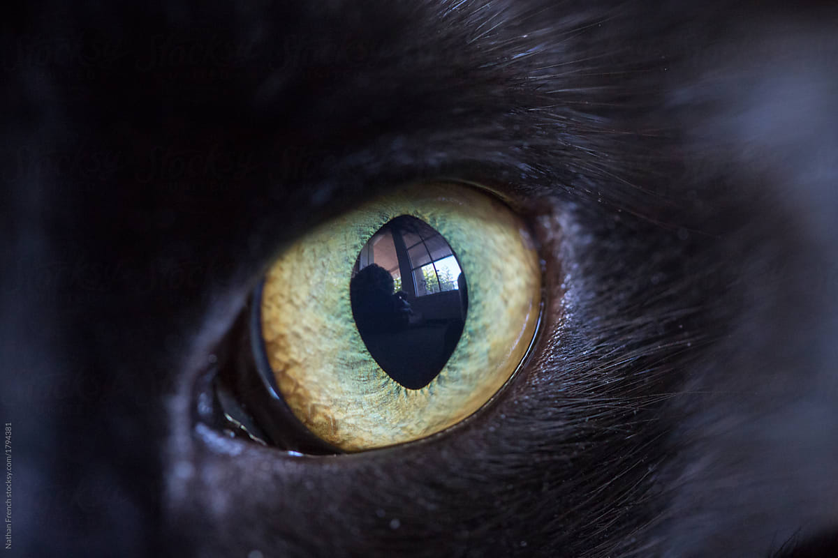 Cat\'s Eye Close-up