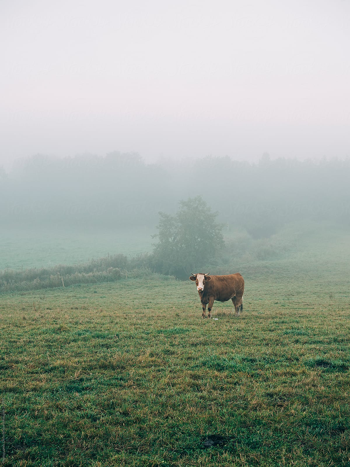 Muuuuuhhhh. Cows in the mist.