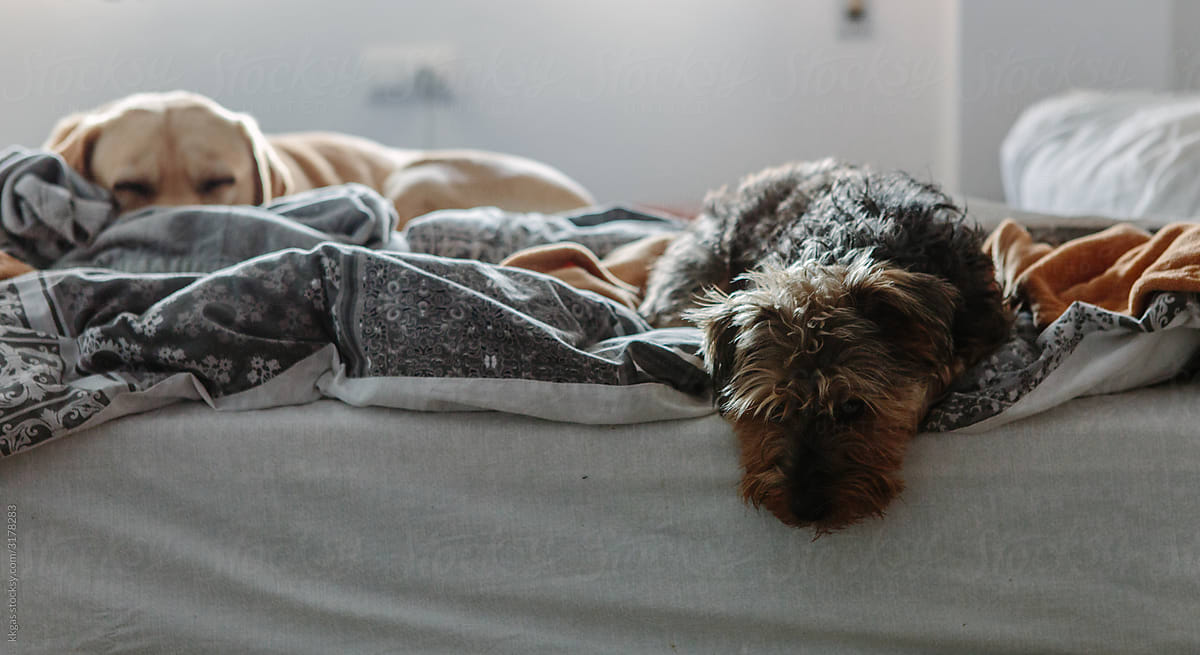Terrier dog on bed