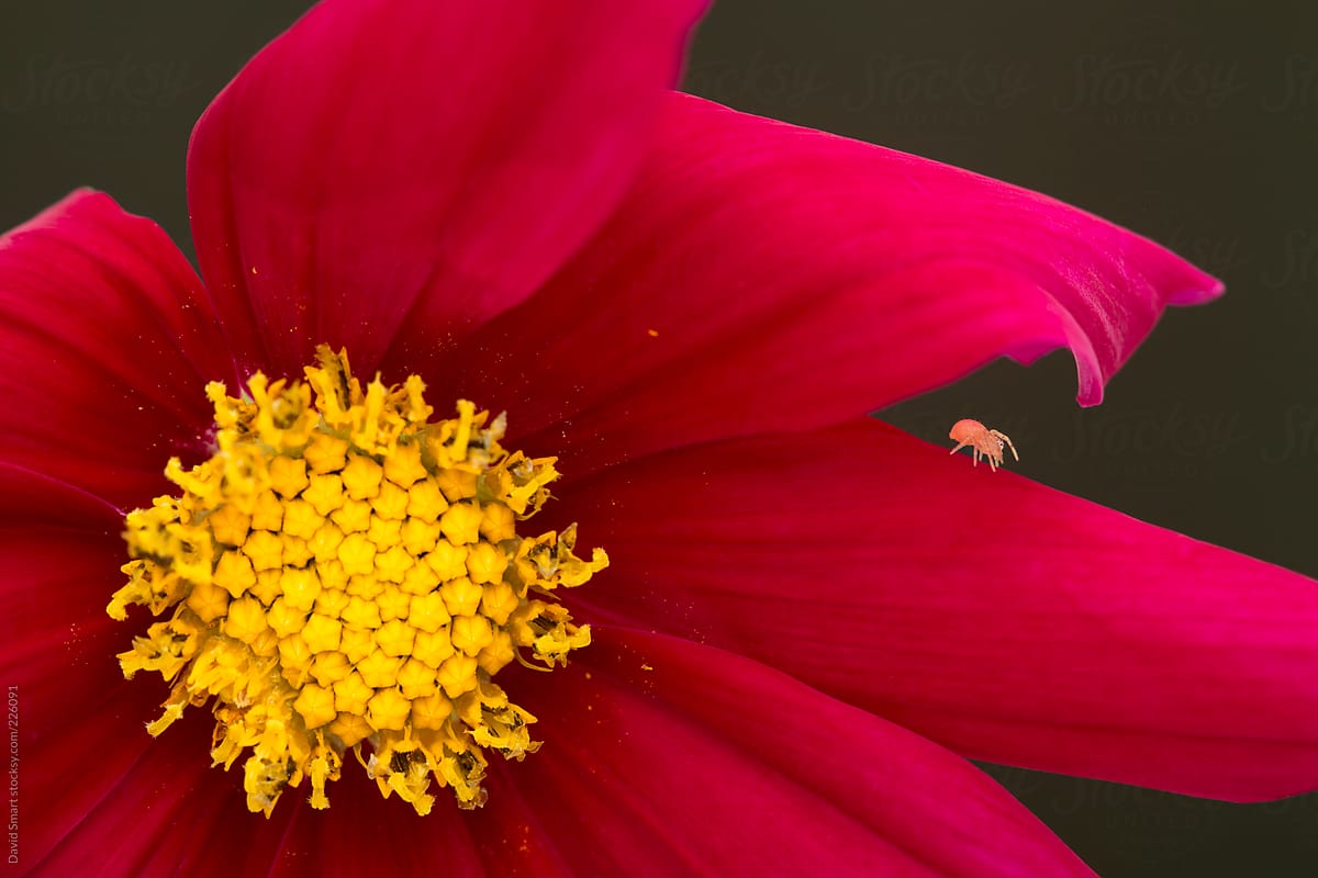 Tiny crab spider on the edge of a Cosmos flower petal