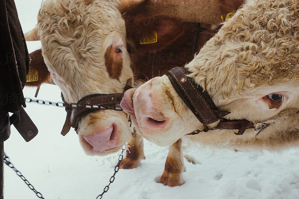Playful Young Cow and Bull in Snow