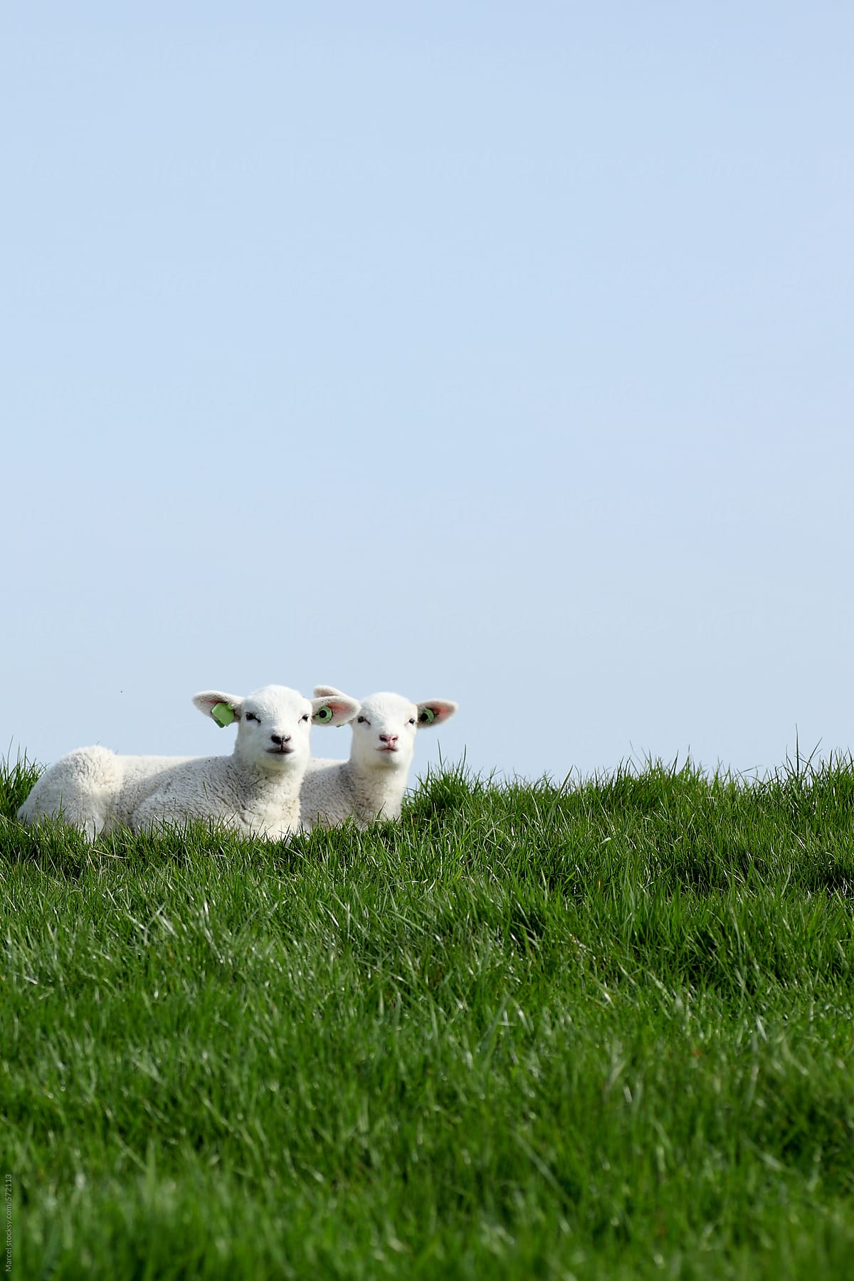 Two young lambs resting in the grass