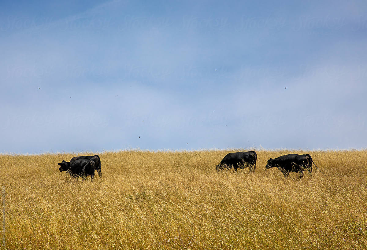 Cows in a meadow
