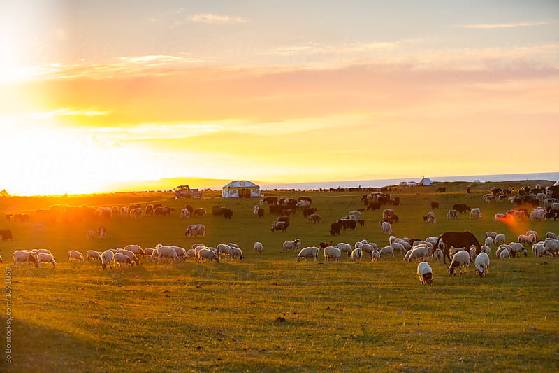 sunset at grassland with herd grazing