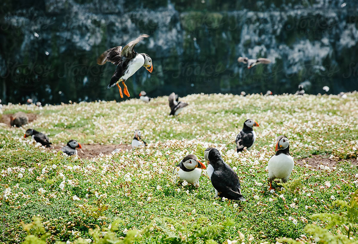 Puffins being photobombed