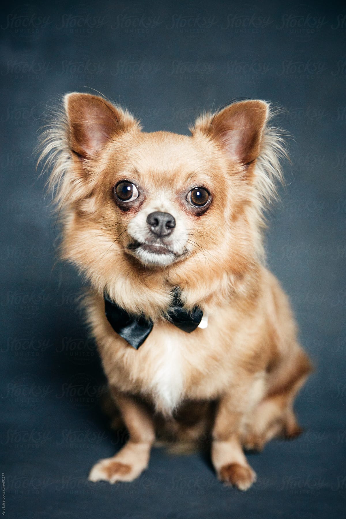 Portrait of a cute tiny dog