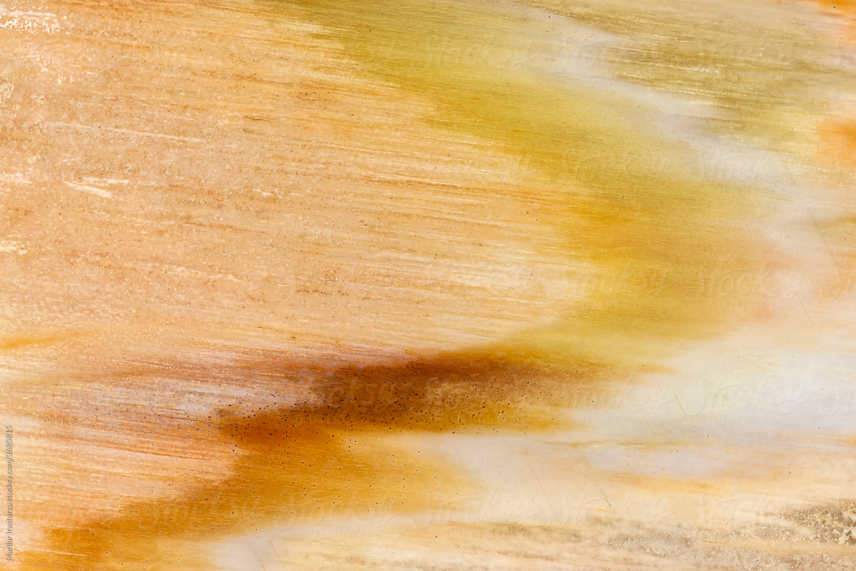 Petrified Wood Rock in Pastel Color Tones