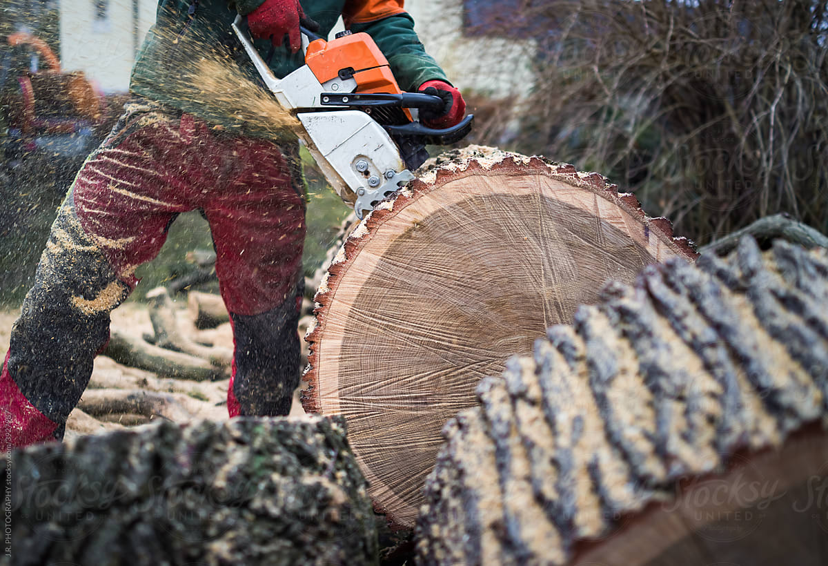 Lumberjack fells a tree
