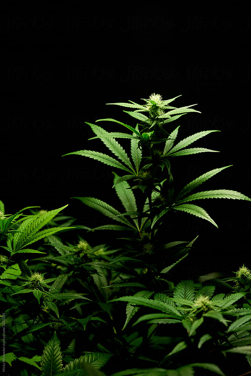 Cannabis plant black background