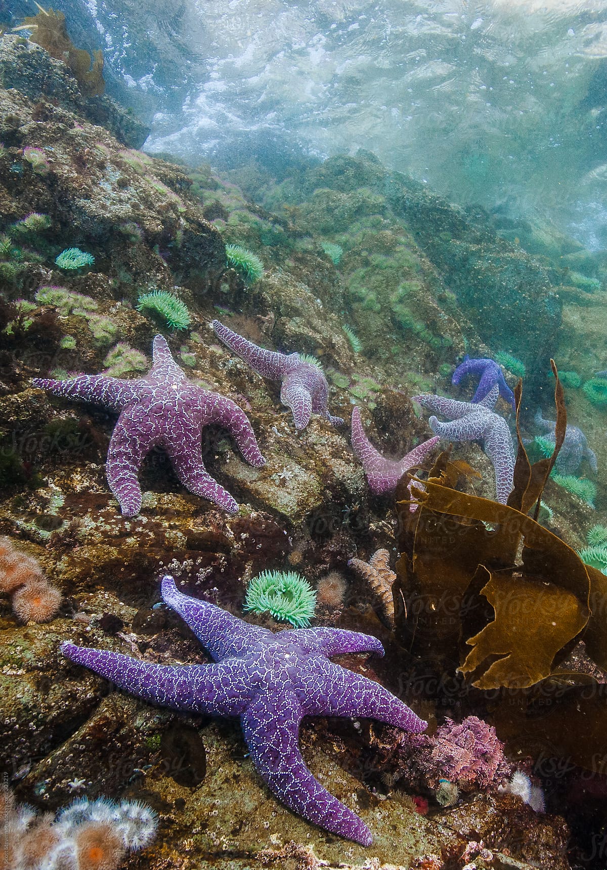 Purple sea stars underwater