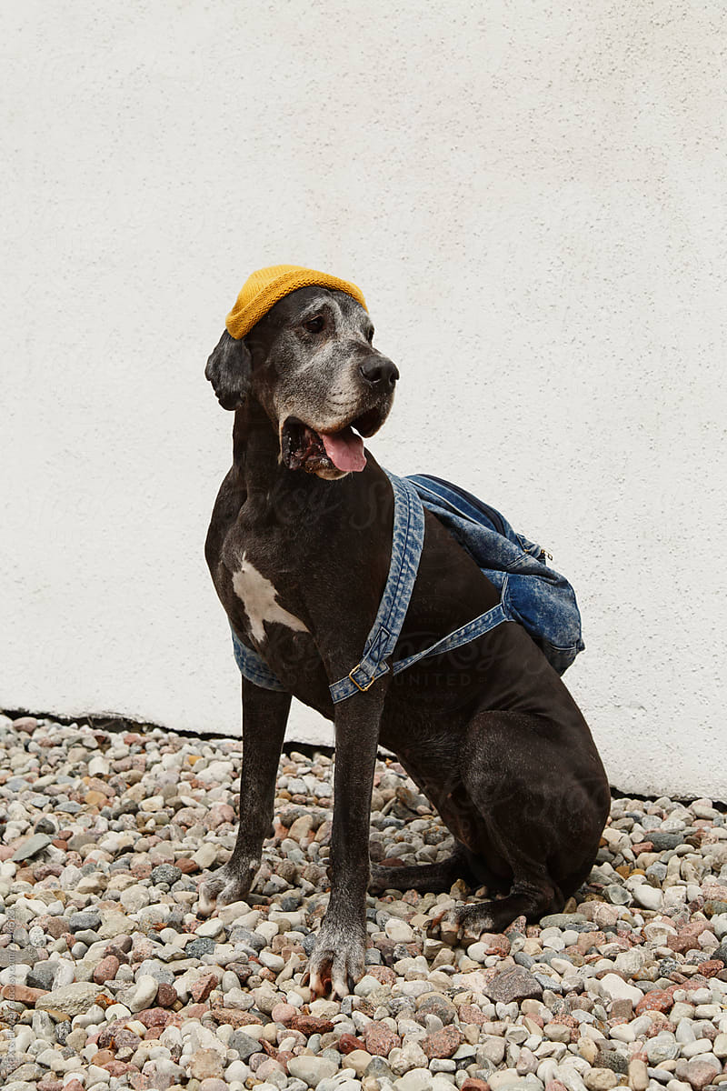 Dog in hat with backpack