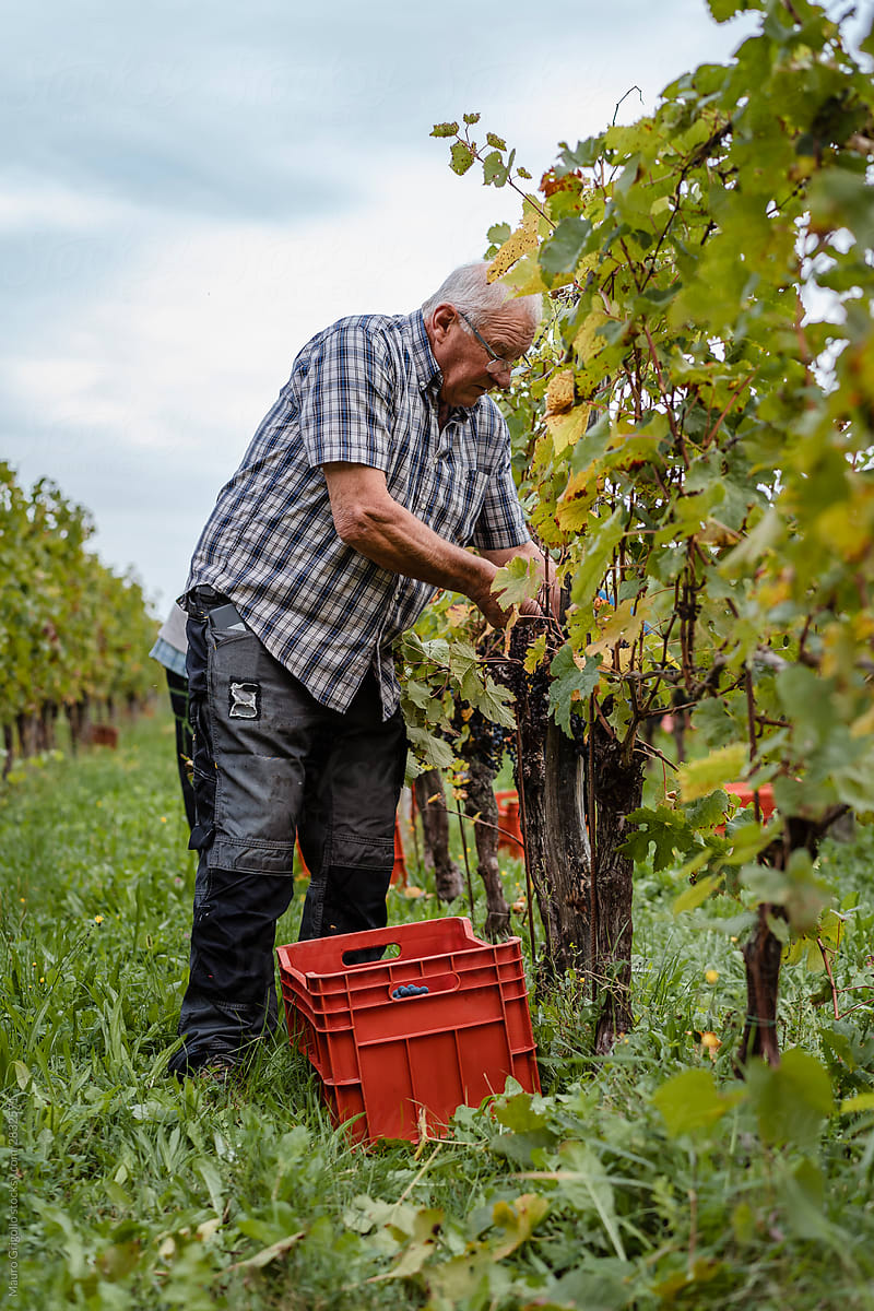 Senior winemaker during the grape harvest.