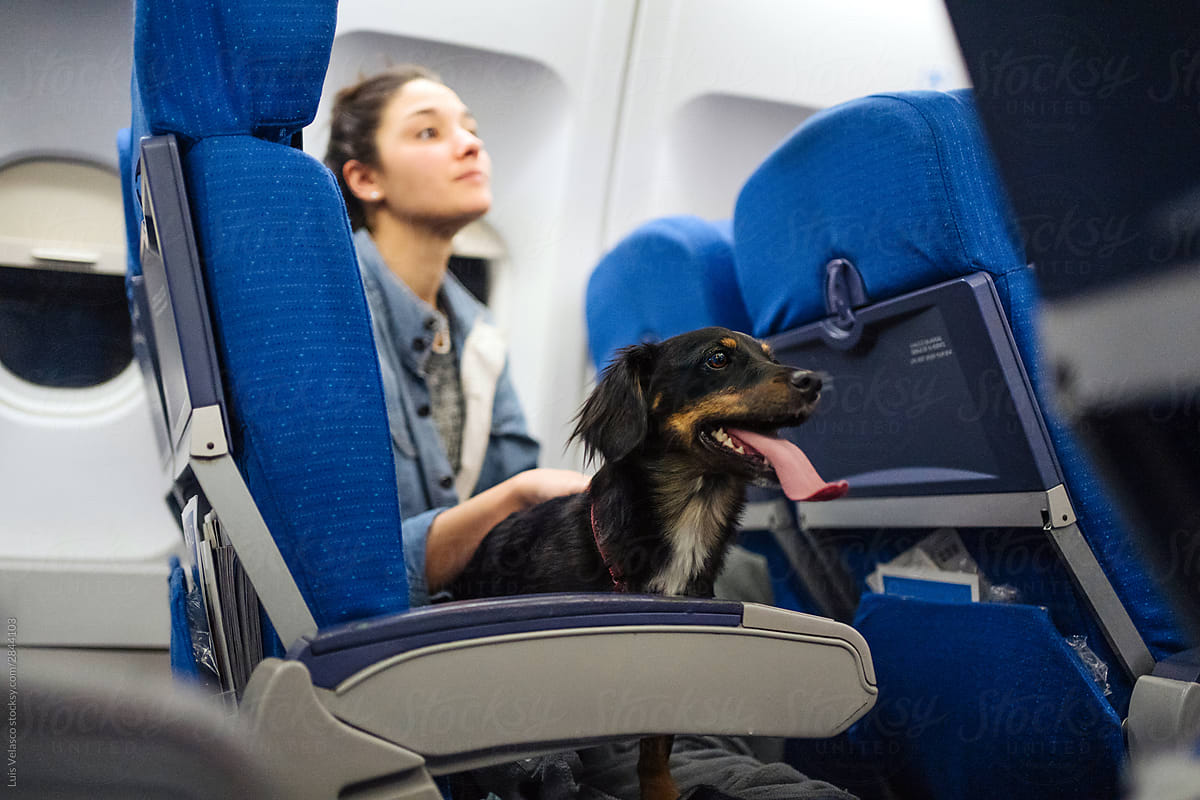 Dog And Girl Sitting On A Plane.