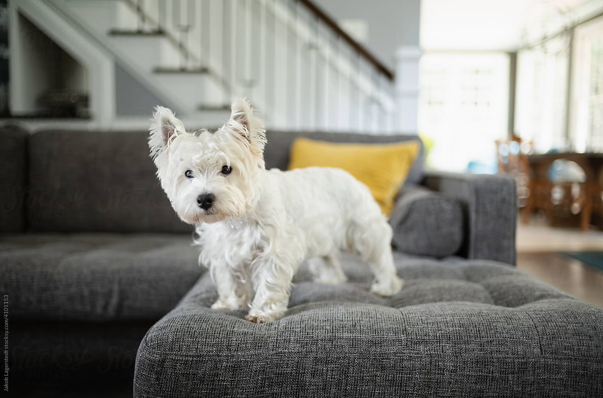 Cute white dog standing on a couch