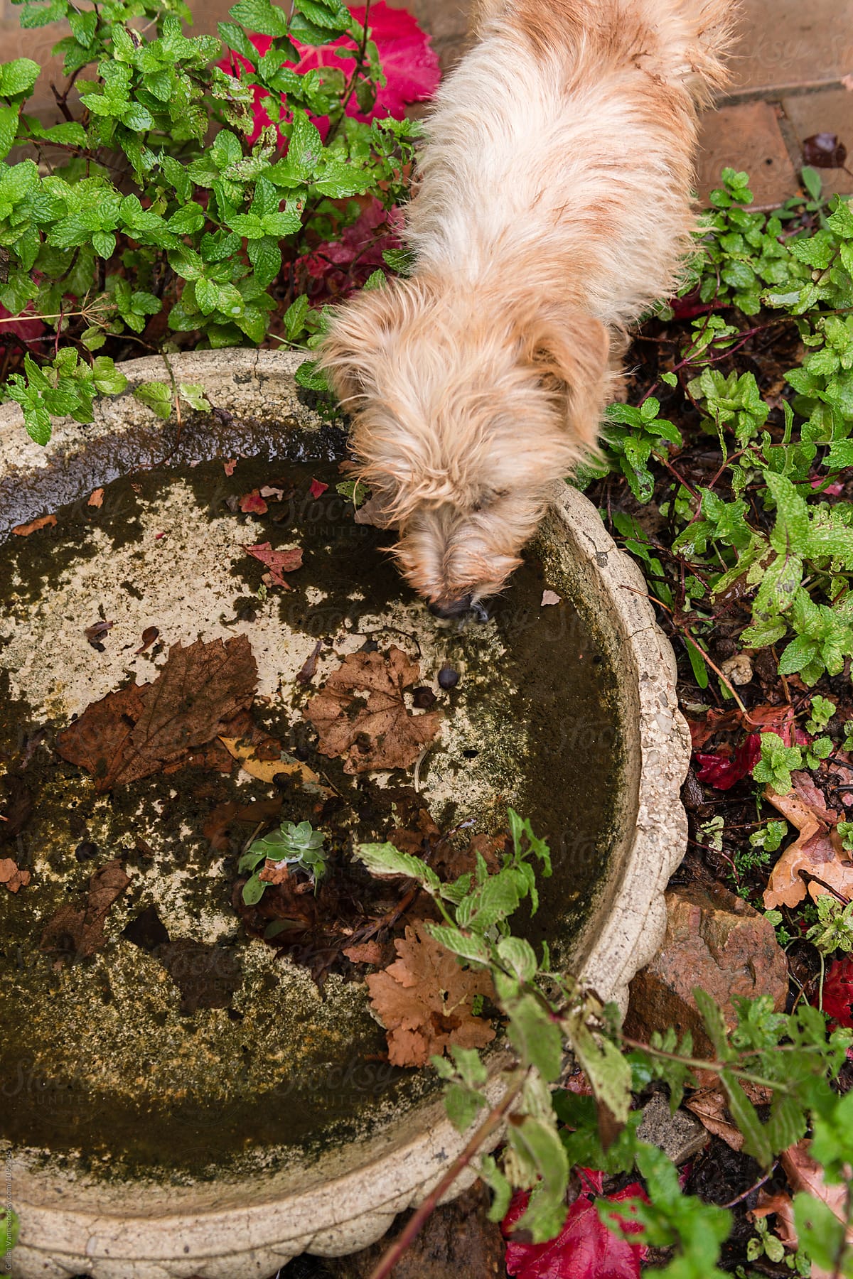 dog drinking water from an old bird bath in a garden