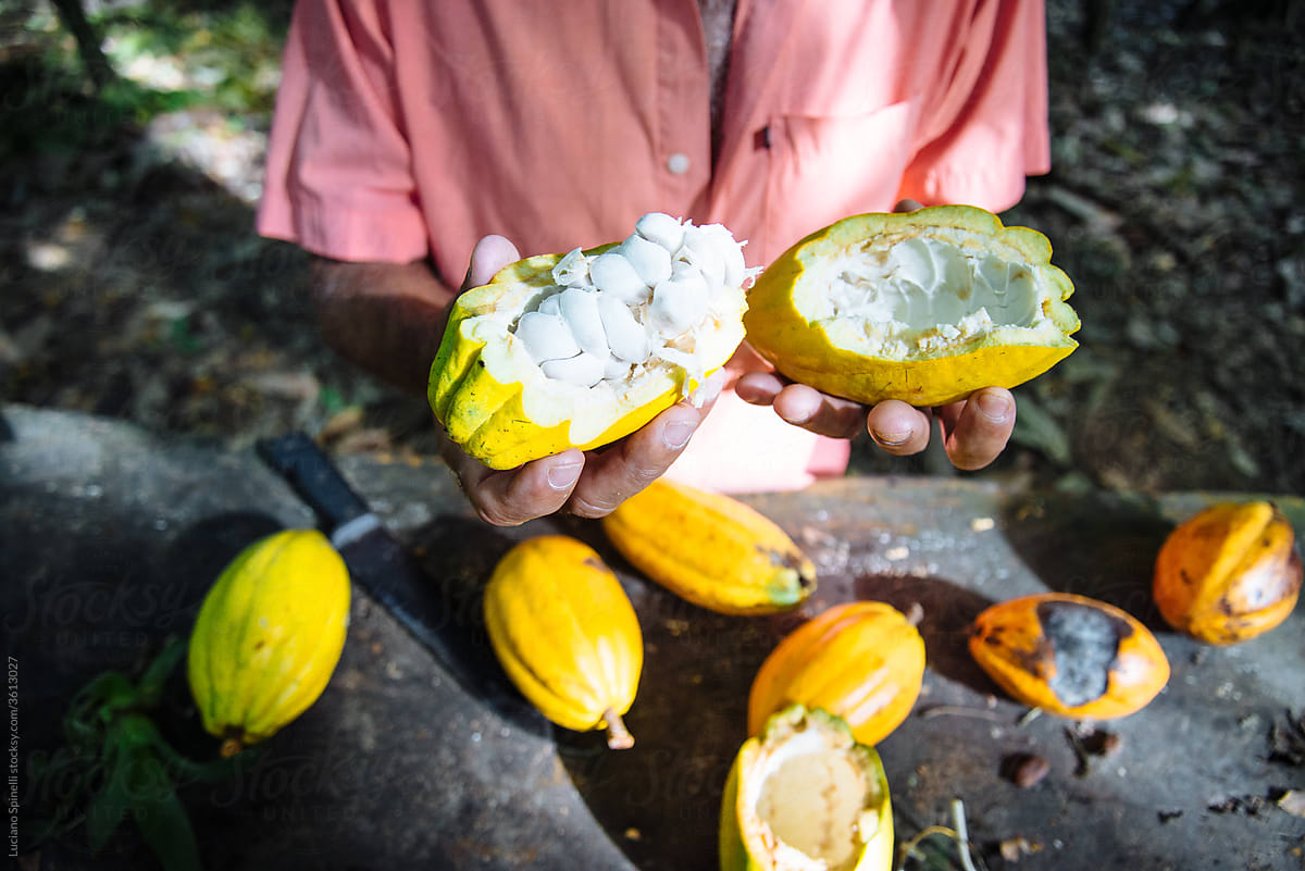 Anonymous man show an open fresh cocoa fruit