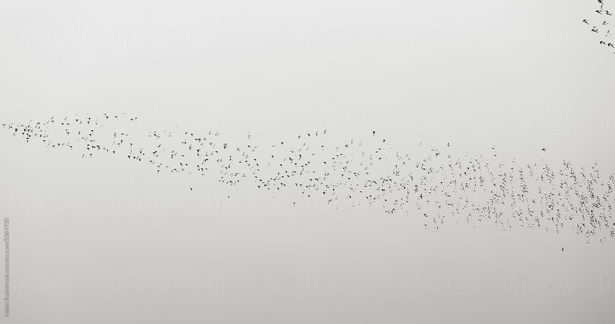 A black and white image of a flock of small birds.
