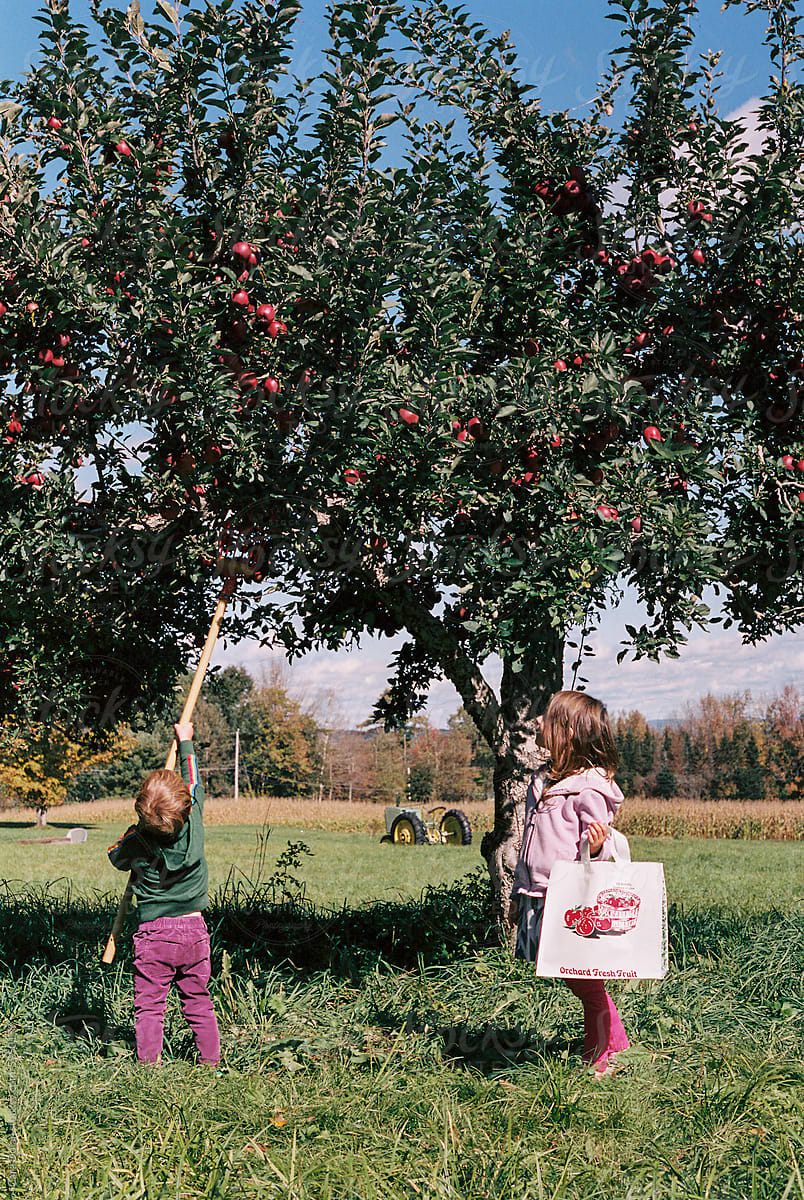 Kids Pick Apples at a Pick Your Own Orchard in Autumn in Maine