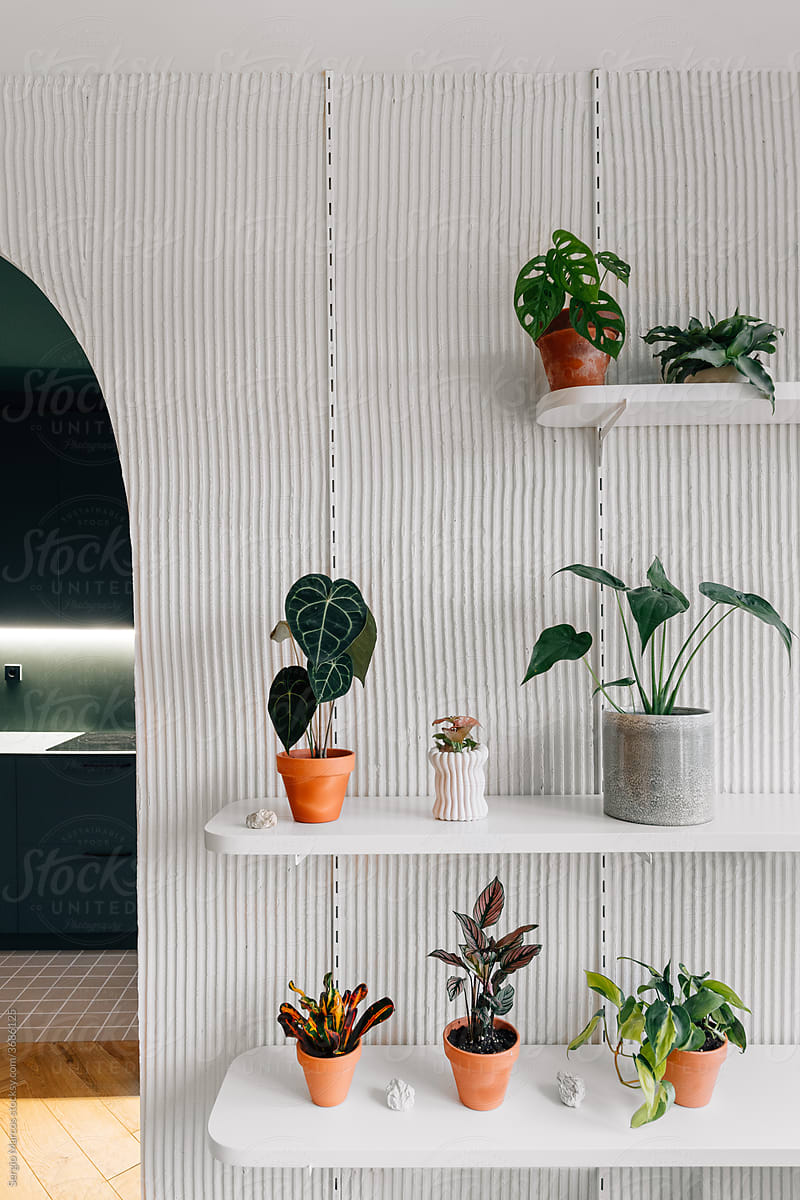 Shelves with potted plants on wall