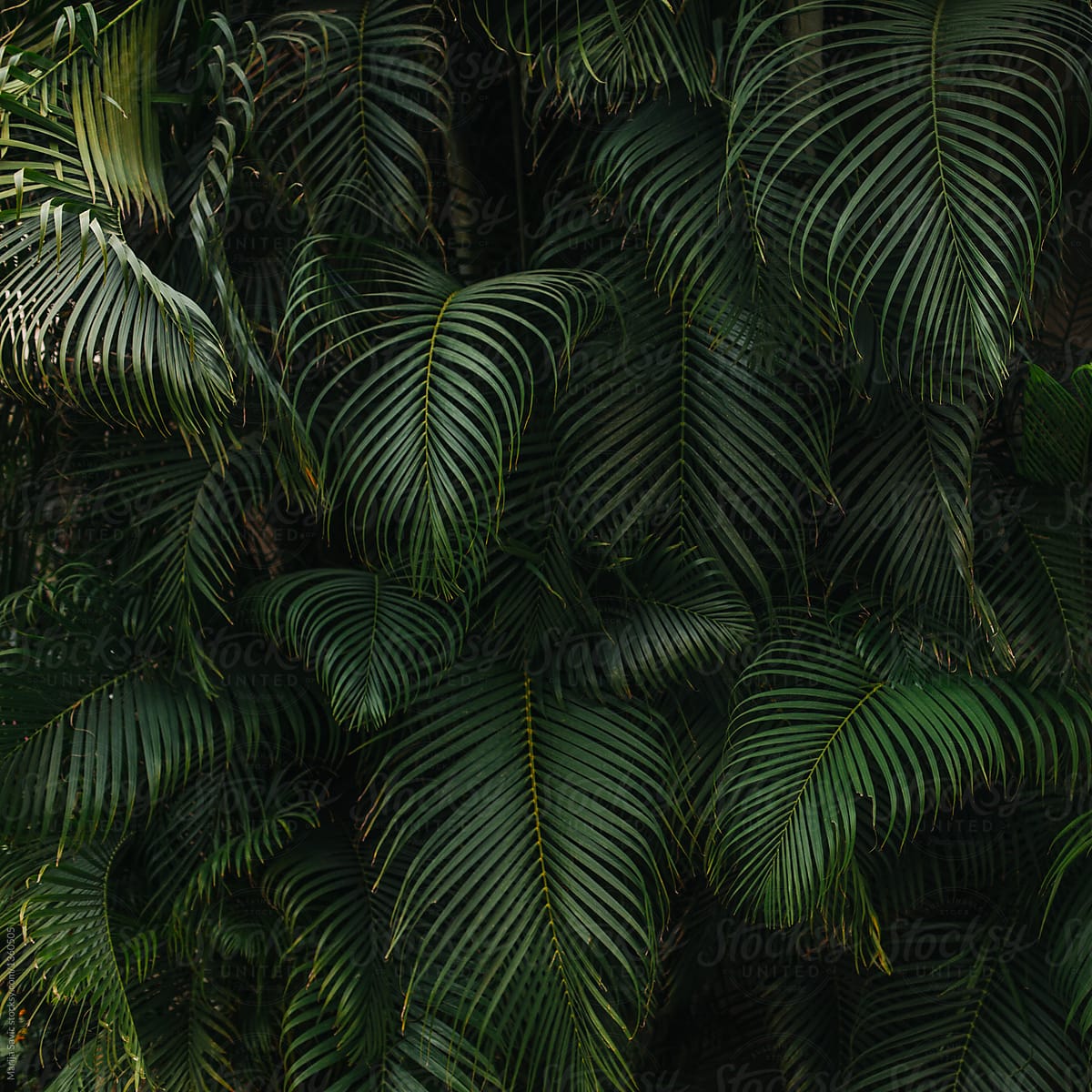 "Dark Green Palm Tree Background" by Stocksy Contributor "Marija Savic