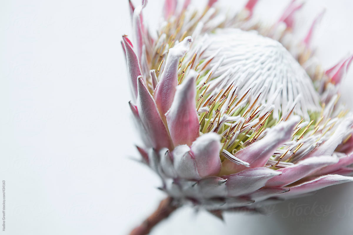 King Protea Flower (Protea cynaroides)