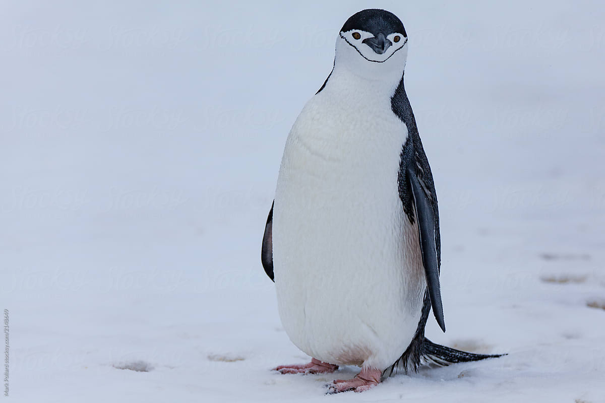 A Lone Penguin Looking Towards Camera
