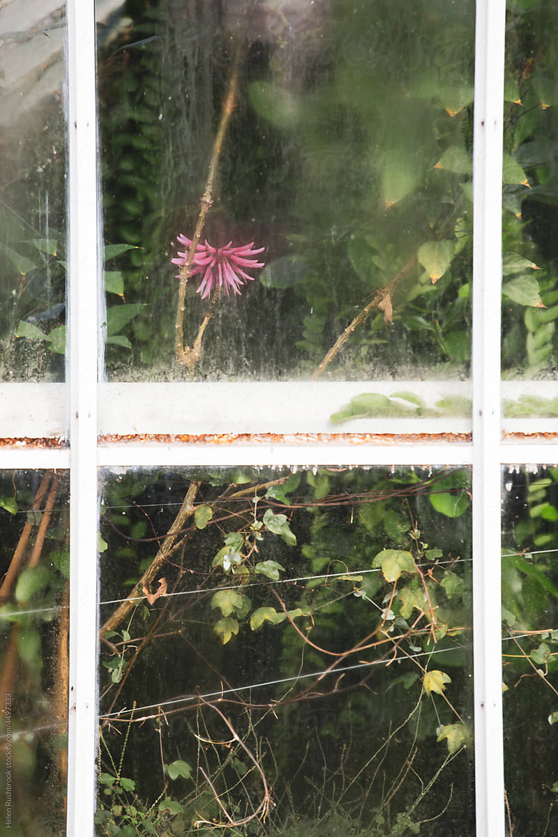 Flowers and foliage through a glasshouse window