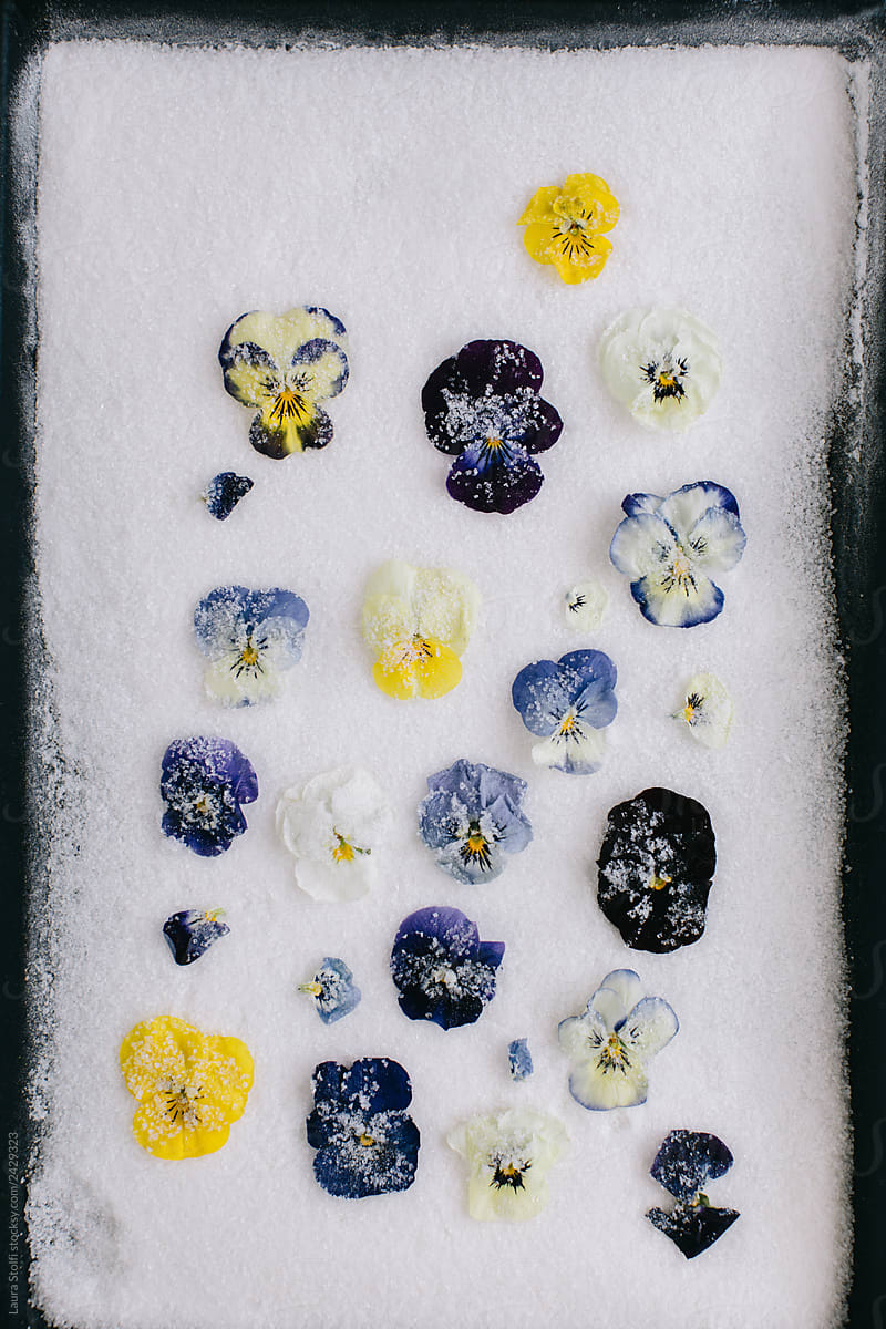 Fresh edible flowers (violets) on tray full of sugar seen from above