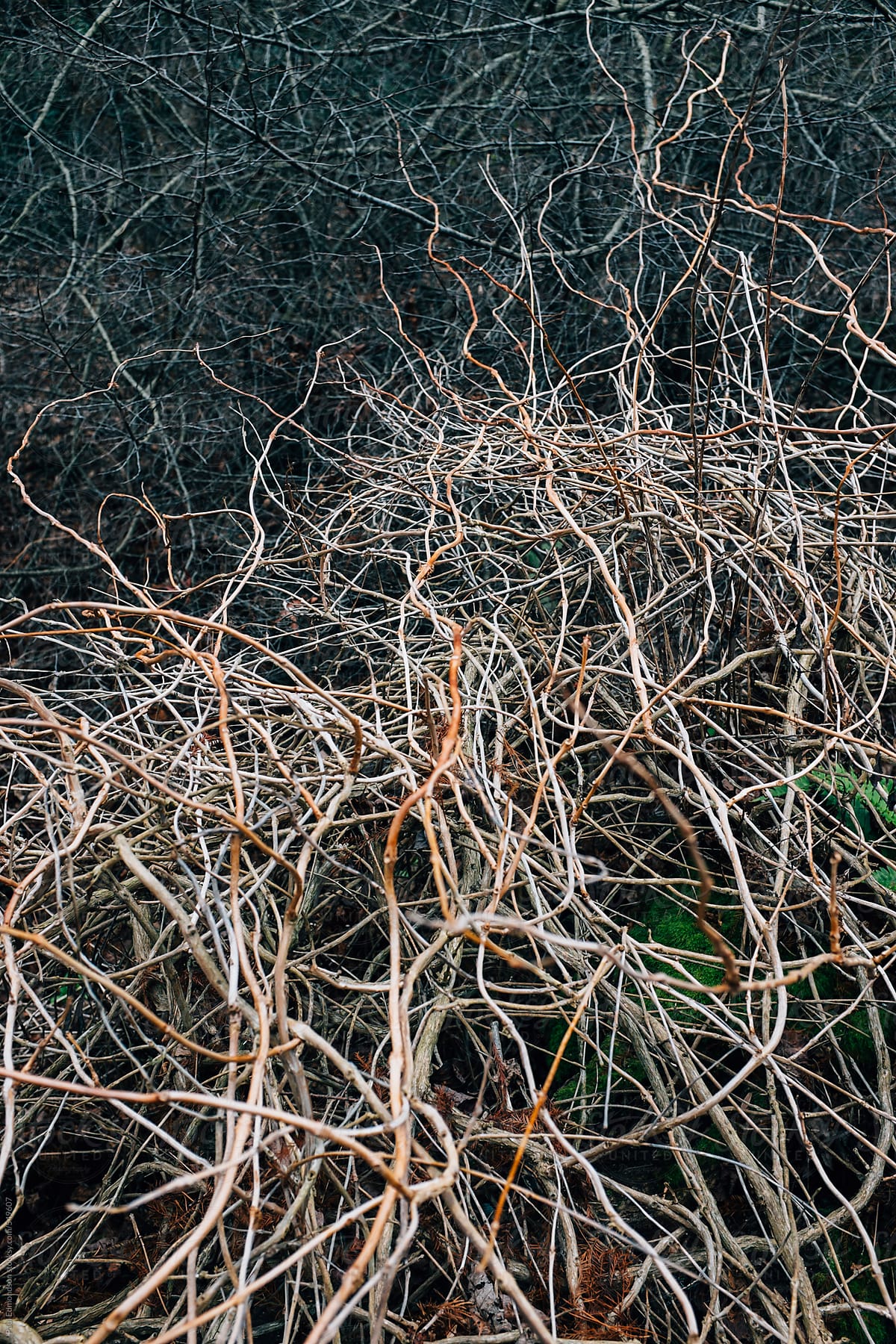 A tangle of branches and vines in forest