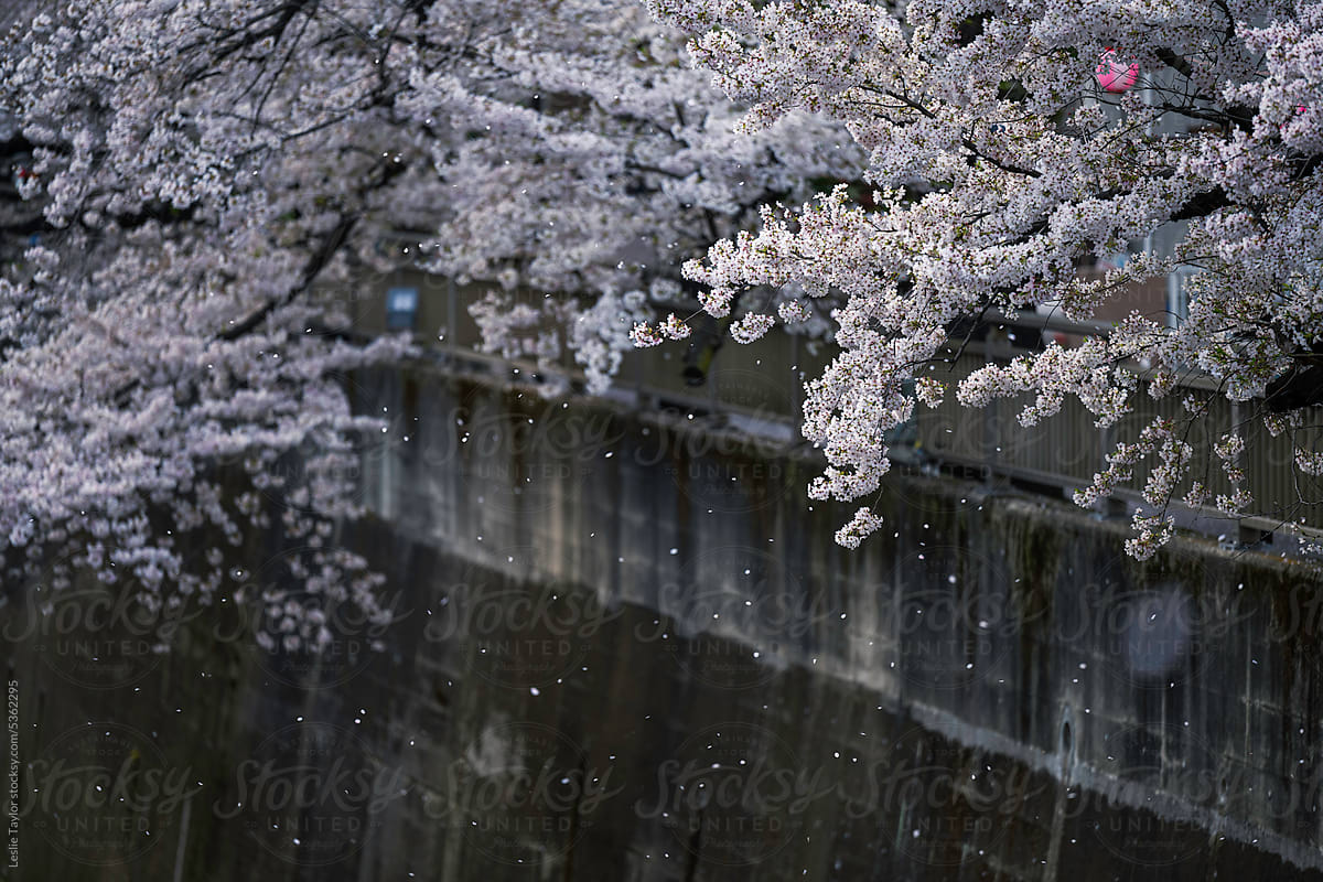 Cherry Blossom Petals Blowing From A Tree