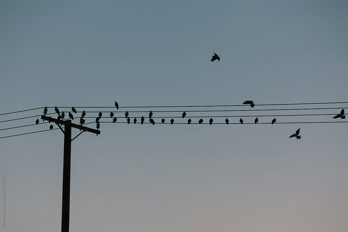 Birds Flying Away from a Telephone Line