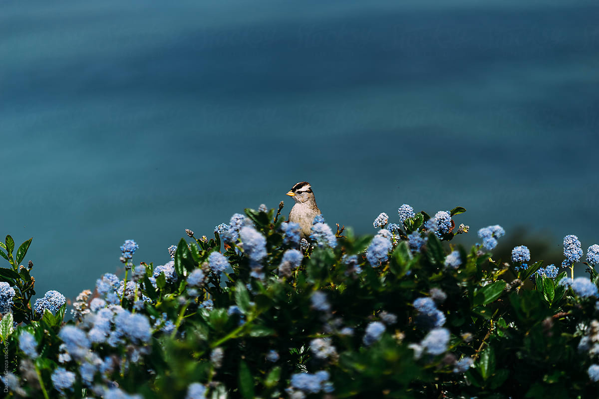 Bird In A Bush Plant Bird In A Bush Plant