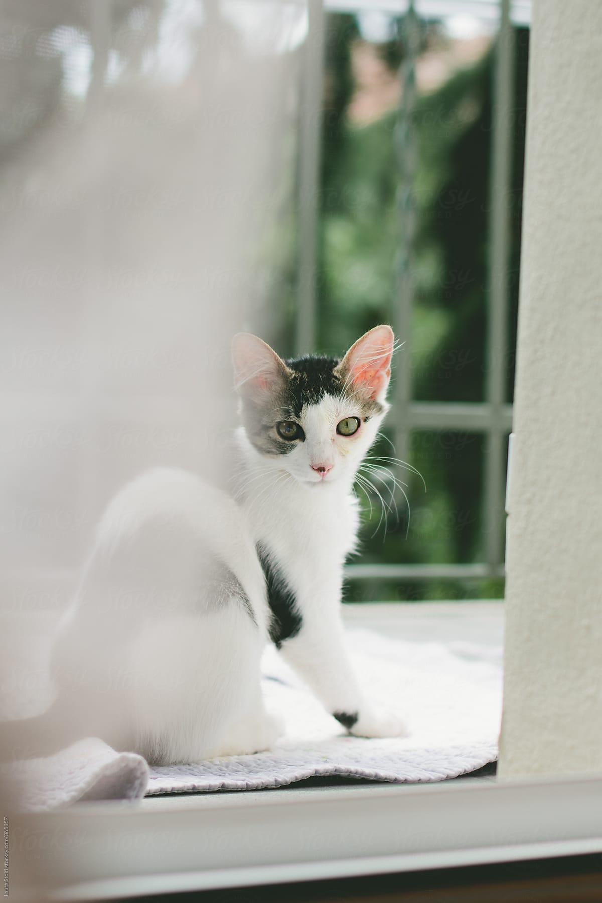 Kitty cat sits out behind mosquito net and looks straight at the camera