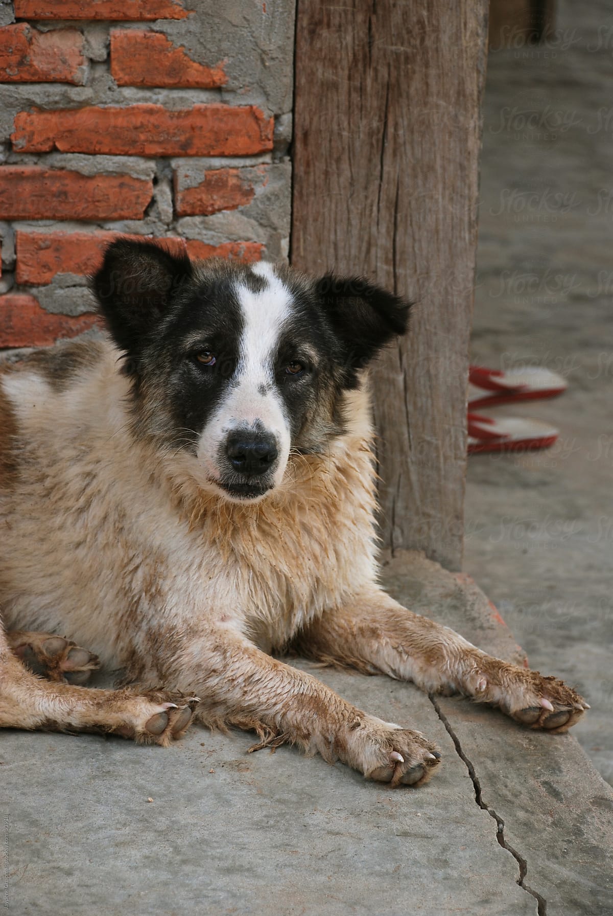 Dirty sad old dog sitting outside on the concrete, Laos, Southeast Asia