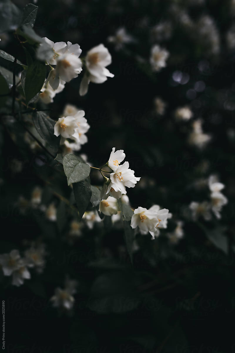 Jasmine Flowers In The Garden by Stocksy Contributor Cindy Prins