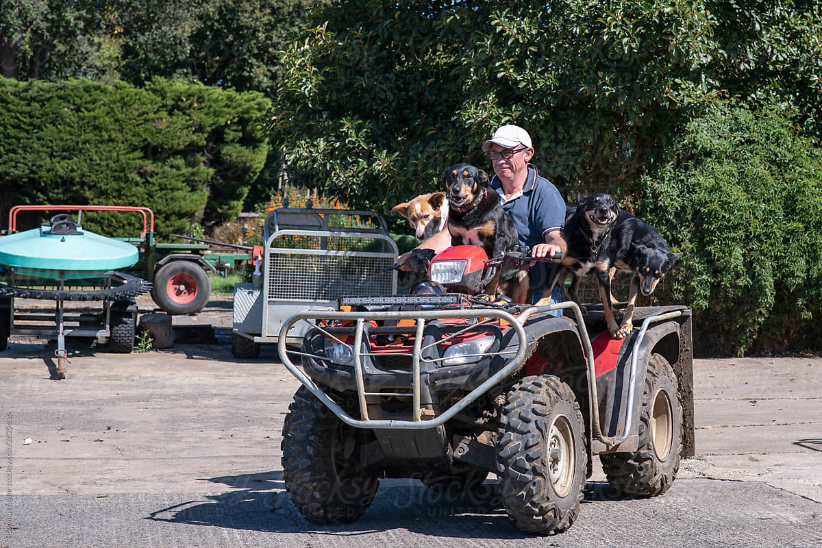 Dairy farmer with his cattle dogs on his ATV