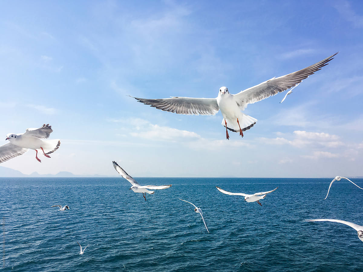 Group of seagull flying in the air above the ocean