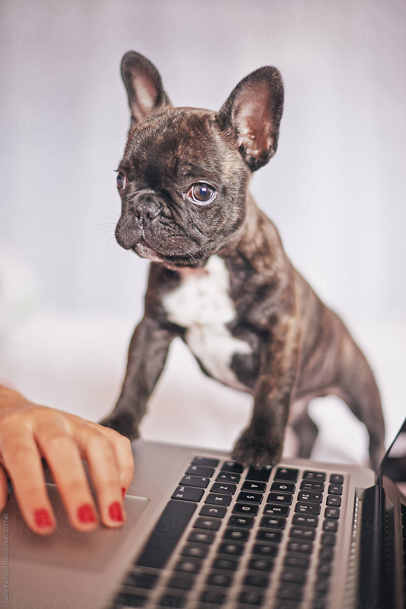 French bulldog standing beside girl typing on laptop