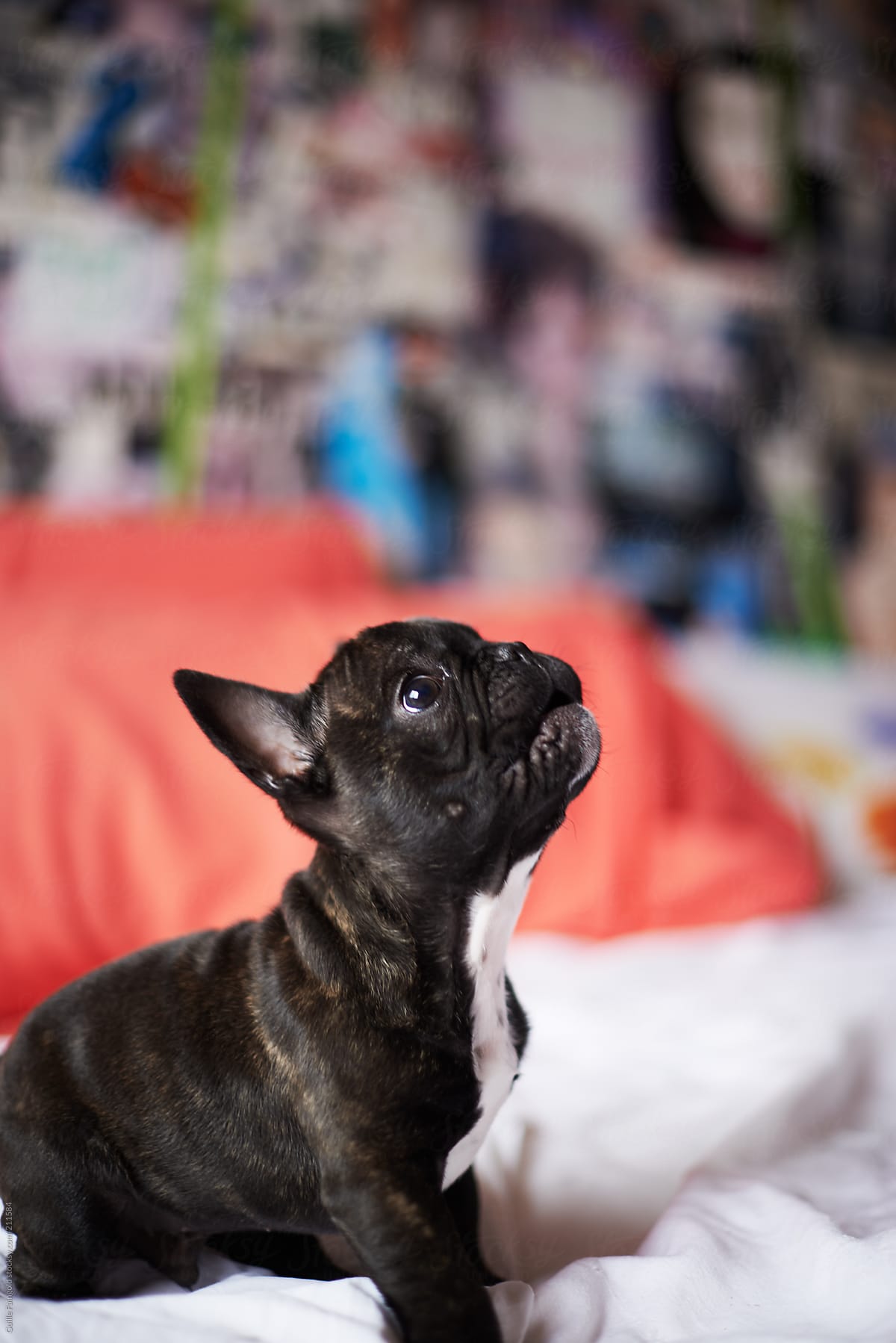 Cute puppy of French bulldog sitting on bed