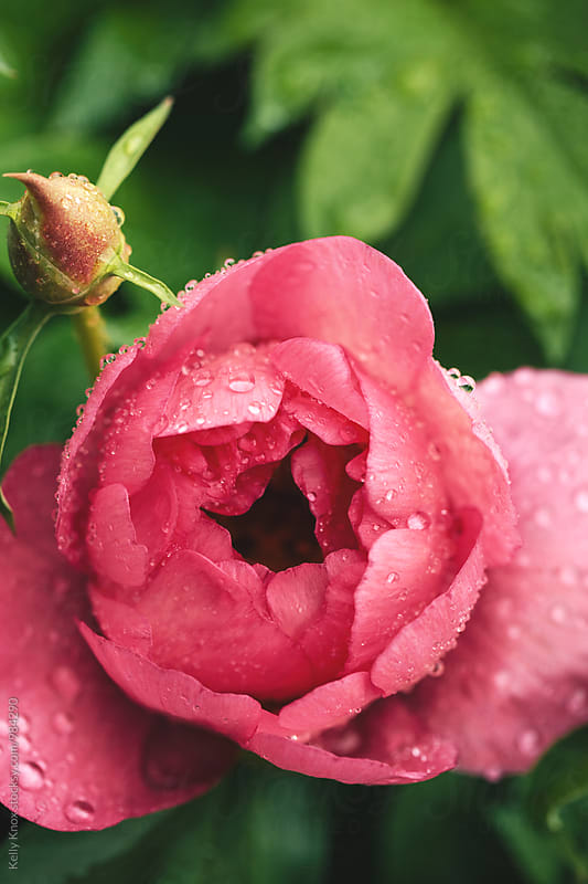 vertical image of a peony covered in raindrops