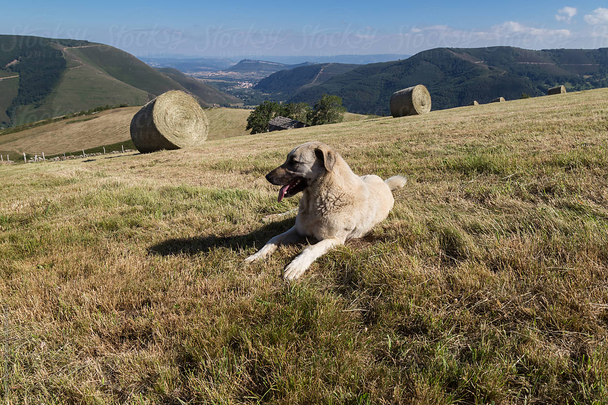 Anatolian shepherd lying in a field of hay roundbales
