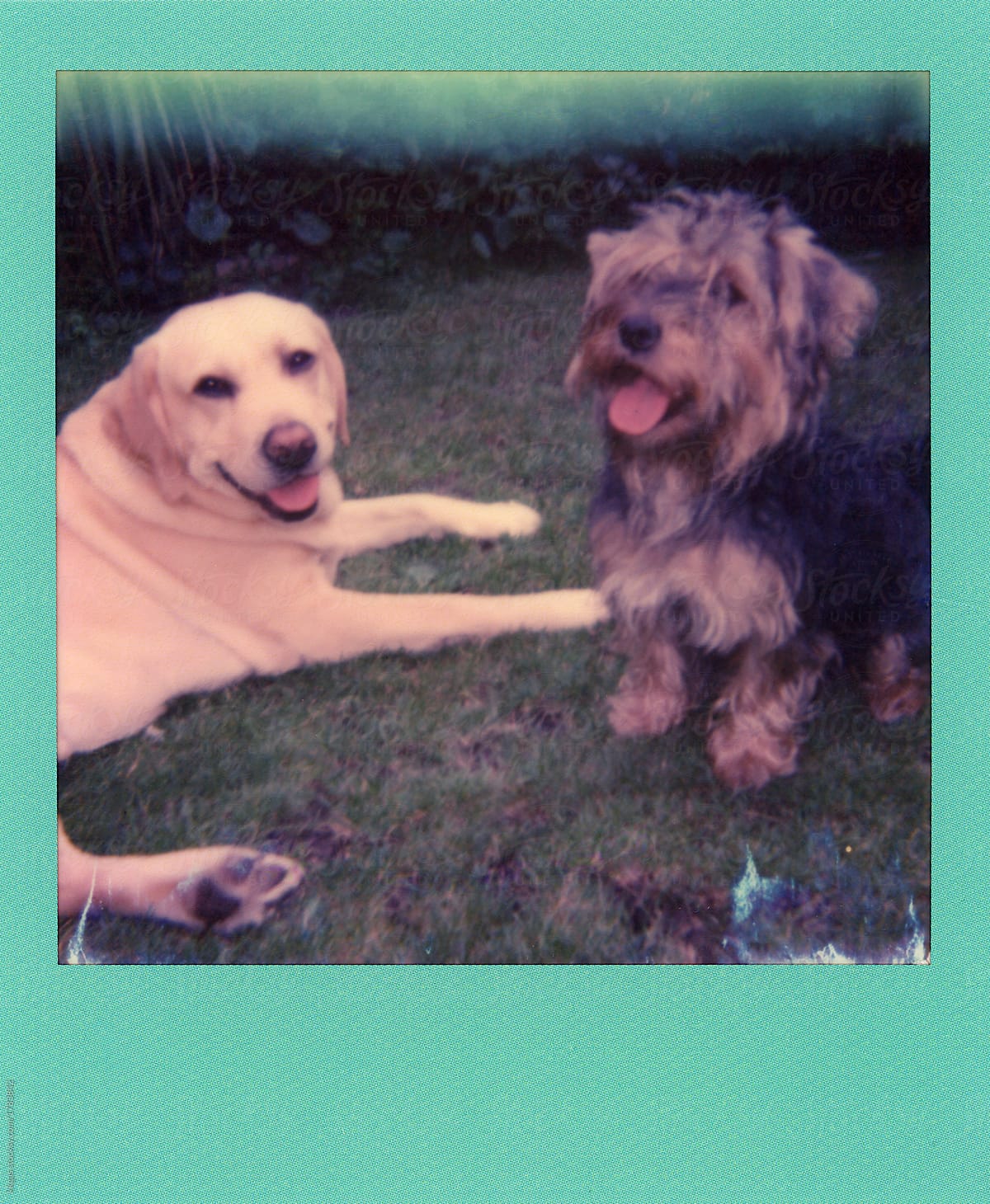 Flat scan of  two pet dogs,