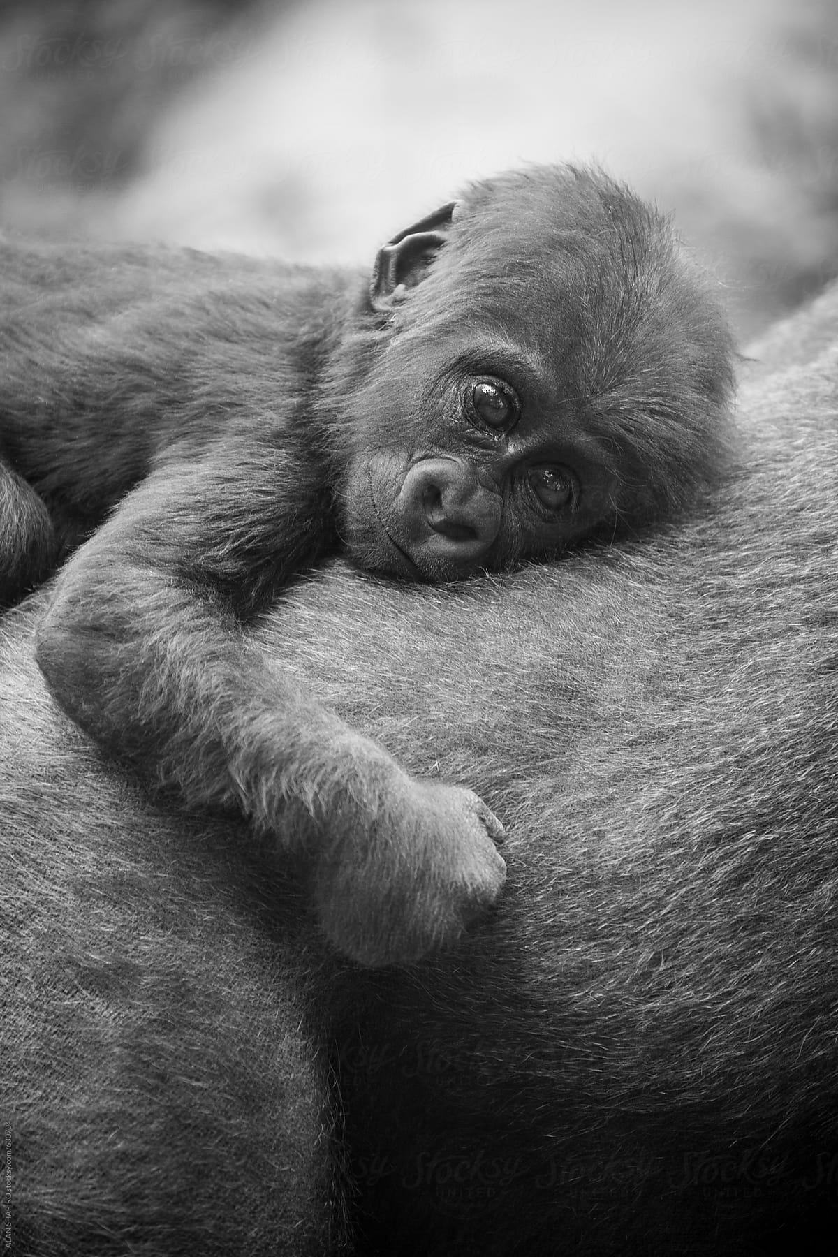 newborn gorilla on his mother\'s back